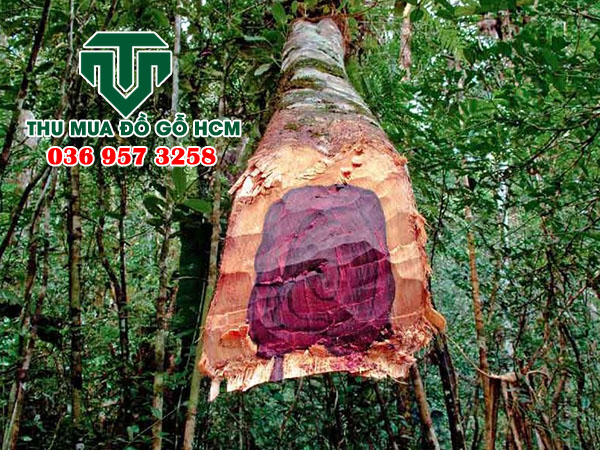 Cây gỗ cẩm lai trong rừng 