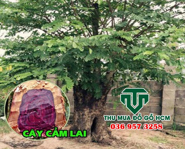 Nhận diện cây gỗ cẩm lai trong rừng già 