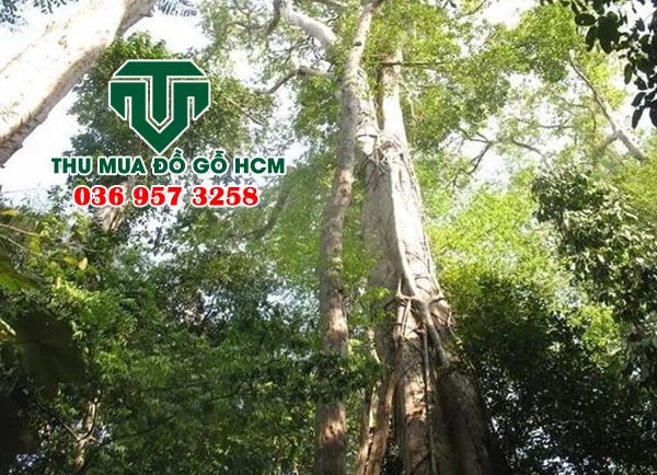 Cây gỗ trắc sinh trưởng trong rừng tự nhiên  