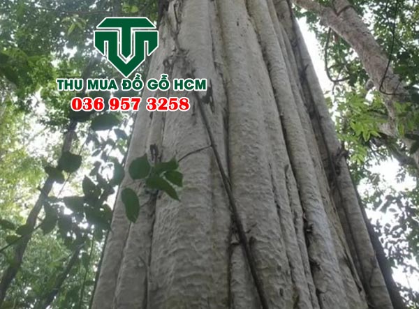 Cây gỗ đỏ sinh trưởng trong rừng tự nhiên 