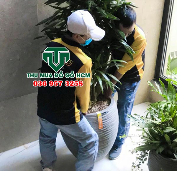 Nhân viên bốc xếp chậu cây cũ, chậu gốm cổ khi mua được tại nhà dân